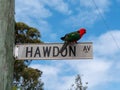 Closeup of an Australian king parrot standing on a street sign
