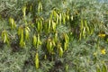 Australian native Feathery Cassia or Sive Senna (Senna Artemisioides), closeup