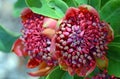 Closeup of Australian native waratahs, viewed from above, Telopea speciosissima Royalty Free Stock Photo