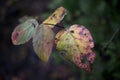 Closeup of autumn broken leaves on dark background, shallow DOF