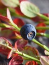 Blueberry autumn colored branch and berry