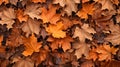 closeup of autumn colorful yellow golden thick blanket of fallen dry maple leaves on ground Royalty Free Stock Photo