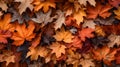 closeup of autumn colorful yellow golden thick blanket of fallen dry maple leaves on ground Royalty Free Stock Photo