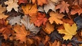 closeup of autumn colorful yellow golden thick blanket of fallen dry maple leaves on ground Royalty Free Stock Photo