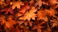 closeup of autumn colorful yellow golden thick blanket of fallen dry maple leaves on ground Royalty Free Stock Photo