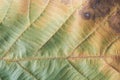 Closeup autumn colors of dry leaf texture