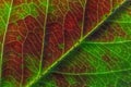 Closeup autumn fall extreme macro texture view of red orange green wood sheet tree leaf glow in sun background Royalty Free Stock Photo