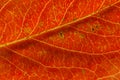 Closeup autumn fall extreme macro texture view of red orange wood sheet tree leaf. Inspirational nature october or Royalty Free Stock Photo