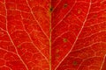 Closeup autumn fall extreme macro texture view of red orange wood sheet tree leaf. Inspirational nature october or september Royalty Free Stock Photo