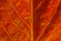 Closeup autumn fall extreme macro texture view of red orange wood sheet tree leaf. Inspirational nature october or september Royalty Free Stock Photo