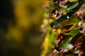 Closeup of autumn ivy leaves. Red, green and yellow ivy leaves. Royalty Free Stock Photo