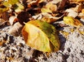 Closeup of autumn leaf on stone. Fall leaves in the background.