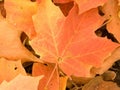 Closeup of autumn leaves Royalty Free Stock Photo