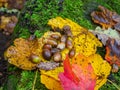 Closeup of autumn leaves and acorns in Grevolosa Forest, Catalonia, Spain