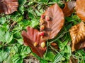 Closeup of autumn leaves with a fruit in Grevolosa Forest, Catalonia, Spain