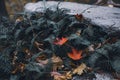 Closeup of autumn leaves on green fern shrubs