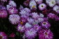 Closeup of autumn pink chrysanthemums background