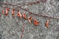 closeup of autumn vine against stone wall Royalty Free Stock Photo