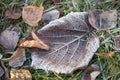 Closeup Autumn withered leaves covered with hoarfrost