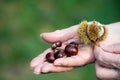 Autumnal chestnuts in hand of old woman in outdoor Royalty Free Stock Photo