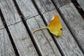 autumnal Ginkgo biloba leaf on wooden bench in urban park Royalty Free Stock Photo