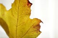 Closeup autumnal golden maple leaf with brown ends