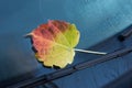 Autumnal leaf fallen on the frozen windscreen of car parked in the street