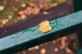 autumnal leaf falllen on metallic fence in urban park
