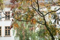 Autumnal leaves on Golden Rain tree - Koelreuteria P