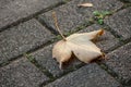 autumnal maple leaf on cobblestone floor Royalty Free Stock Photo