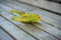 autumnal maple leaf on wooden bench in urban park Royalty Free Stock Photo