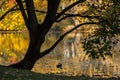 autumnal maple tree silhouette on sunset on lake background Royalty Free Stock Photo