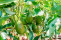 closeup of avocado (persea Americana) variety papelillo Royalty Free Stock Photo