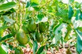 closeup of avocado (persea Americana) variety papelillo Royalty Free Stock Photo