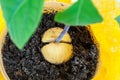 Closeup of avocado plant