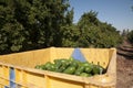 Avocado Etinger in picking season