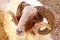 Closeup of a Awassi sheep