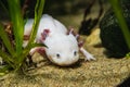 A closeup of a Axolotl walking on sand.