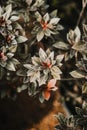 a closeup of Azalea plant leaves