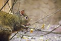 Azara`s agouti Dasyprocta azarae Royalty Free Stock Photo