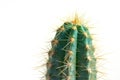 Closeup azureus cactus, isolated on a white background Royalty Free Stock Photo