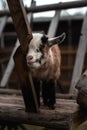 Closeup of a baby American Pygmy leaning on a wooden construction, a vertical shot