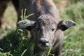 Closeup Baby buffalo