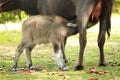 Mother buffalo is nursing its baby. Thailand. Royalty Free Stock Photo