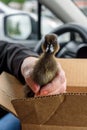 Closeup of baby Cayuga duck in a car on the way home, womanÃ¢â¬â¢s hand, cardboard box