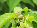 Closeup of a baby Chameleon Royalty Free Stock Photo
