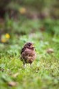 Closeup of a baby Common Blackbird Royalty Free Stock Photo