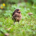 Closeup of a baby Common Blackbird Royalty Free Stock Photo