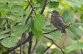 A baby Common Blackbird Turdus merula Royalty Free Stock Photo