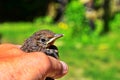 Closeup of a baby Common Blackbird Turdus merula Royalty Free Stock Photo